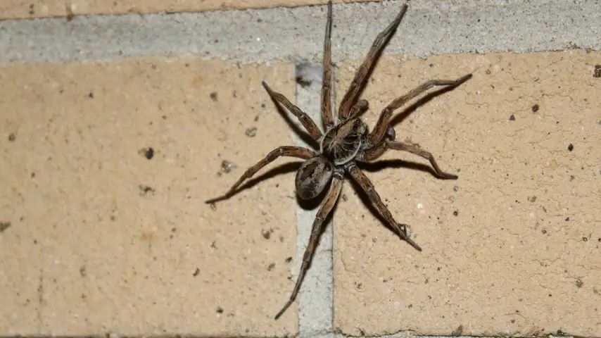 Brown Wolf Spider Climbing on Brick Wall